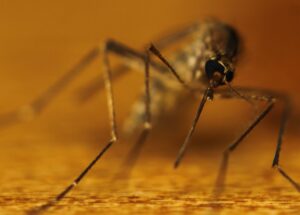 A New Cure for Malaria?