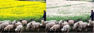 Chinese Government Site, Environmental Ministry Fall Victim to April Fool's Day Prankster