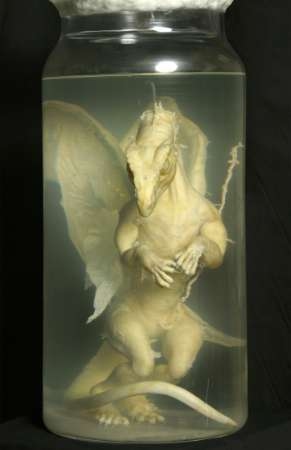 The Year of the Dragon