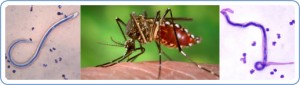 Haiti: Former President Carter in Haiti to Help Eradicate Filariasis by 2020