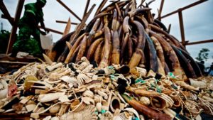 Security Context of Illegal Wildlife Trade in East Africa