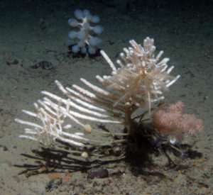 Study finds increase in litter on Arctic seafloor