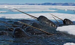 Narwhal Thermometers in Baffin Bay