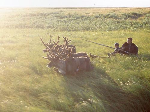 Nenets Reindeer Herders