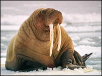 pacificwalrus