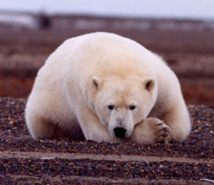 Arctic animals at risk