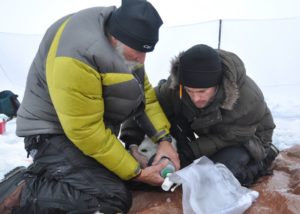 Scientists obtaining data from a collared polar bear. © US Coast Guard