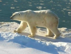 A Loss for Polar Bears, a Victory for Seals