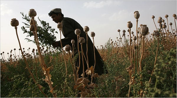 Master thesis afghanistan