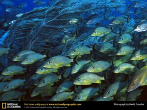 COHA: U.S. and Cuba as “environmental duo”