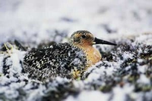sandpiper