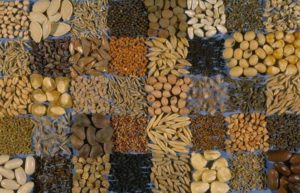 Competing Rights: The GMO Debate