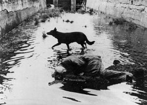 stalker-dog stalker-dog