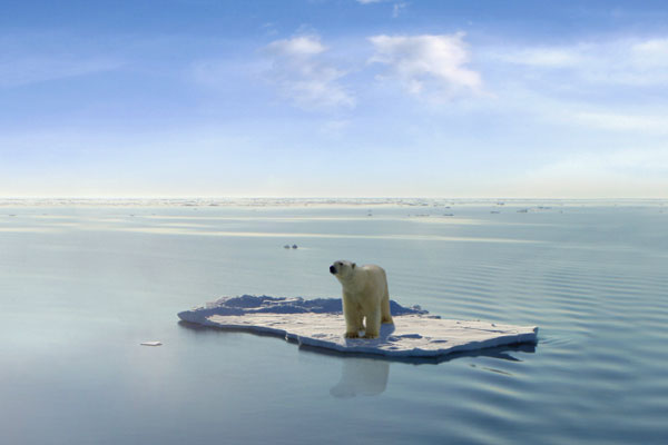 climate change bear