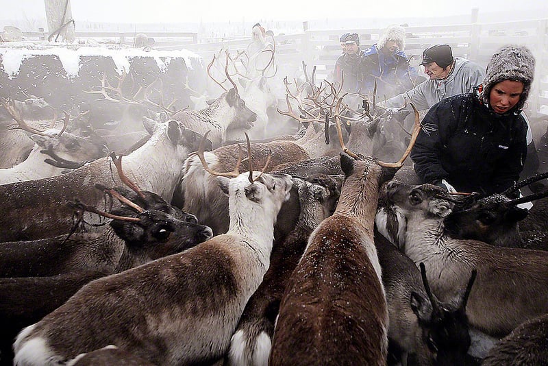 For these Sami reindeer herders, the times, they are a changin'. (c) Michiel van Niemwegen/Flickr.