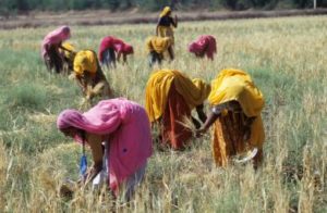 Gender Inequality in Agriculture Hurts Productivity