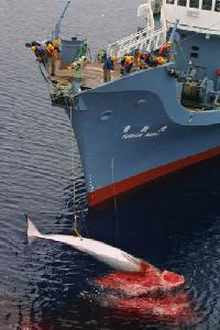 Japan Walks Out of Whaling Talks