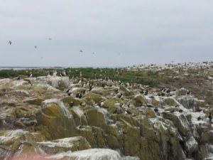 As the Puffin Flies: The UK and the Arctic